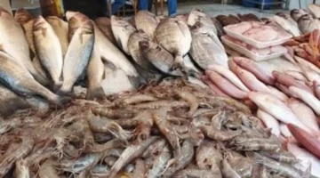 قائمة محدثة.. أسعار الأسماك في مطروح وسعر كيلو الوقار يسجل رقماً جديداً